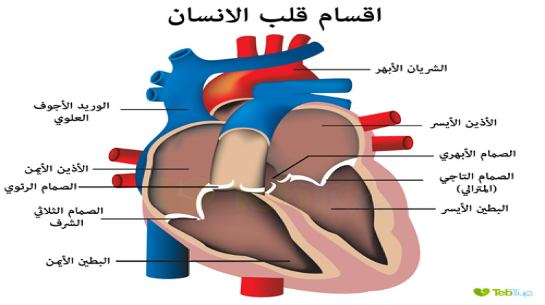 قلوب وصمامات مطبوعة بالتكنولوجيا ثلاثية الأبعاد قد تنقذ حياة الكثيرين